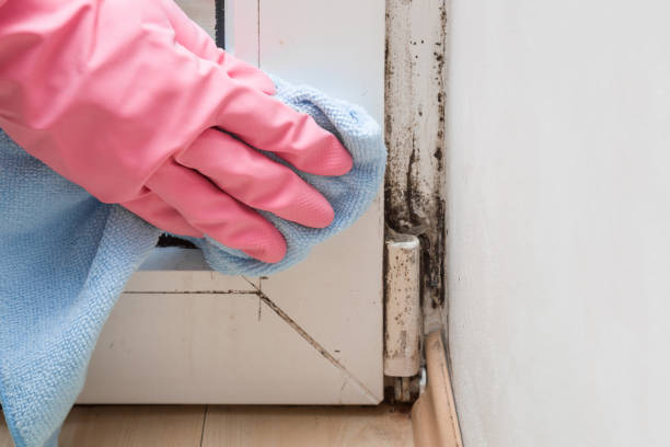  Haysville, KS Mold Inspection, Removal & Remediation Pros